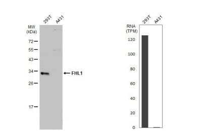 Western Blot: FHL1 Antibody [NBP2-16490] - Various whole cell extracts (30 ug) were separated by 12% SDS-PAGE, and the membrane was blotted with FHL1 antibody diluted at 1:500. HRP-conjugated anti-rabbit IgG antibody was used to detect the primary antibody.