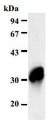 Western Blot: FHL2 Antibody (11-134) [NBP1-54577] - Western blot analysis of FHL2 expression in C2C12 cells using FHL2 Antibody (11-134).