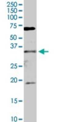 Western Blot: FHL2 Antibody [H00002274-D01P] - Analysis of FHL2 expression in NIH/3T3.