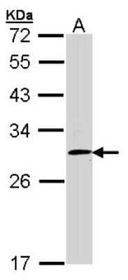 Western Blot: FHL2 Antibody [NBP1-31262] - Sample (30 ug of whole cell lysate) A: Hep G2 12% SDS PAGE; antibody diluted at 1:1000.