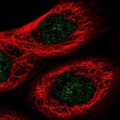 Immunocytochemistry/Immunofluorescence: FHL3 Antibody [NBP1-91899] - Staining of human cell line A-431 shows localization to nucleus. Antibody staining is shown in green.