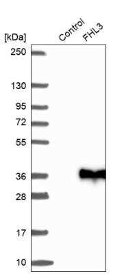 Western Blot: FHL3 Antibody [NBP1-91899] - Analysis in control (vector only transfected HEK293T lysate) and FHL3 over-expression lysate (Co-expressed with a C-terminal myc-DDK tag (~3.1 kDa) in mammalian HEK293T cells).