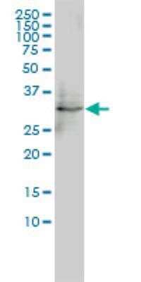 Western Blot: FHL5 Antibody (1G12-D2) [H00009457-M01] - Western Blot analysis of FHL5 expression in HepG2 ( Cat # L019V1 ).