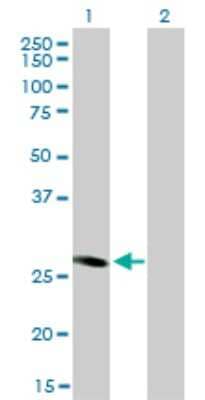 Western Blot: FHL5 Antibody (1G12-D2) [H00009457-M01] - Analysis of FHL5 expression in transfected 293T cell line by FHL5 monoclonal antibody (M01), clone 1G12-D2.Lane 1: FHL5 transfected lysate(32.8 KDa).Lane 2: Non-transfected lysate.