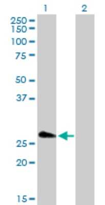 Western Blot: FHL5 Antibody [H00009457-D01P] - Analysis of FHL5 expression in transfected 293T cell line by FHL5 polyclonal antibody.Lane 1: FHL5 transfected lysate(32.80 KDa).Lane 2: Non-transfected lysate.