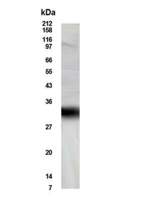 Western Blot: FHL5 Antibody [NBP2-27588] - WB detection of FHL5 protein in testis tissue lysate with antibody NBP2-27588 at a dilution of 1:500