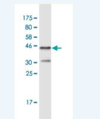 Western Blot: FHOD1 Antibody (3F7) [H00029109-M02] - Detection against Immunogen (36.52 KDa) .