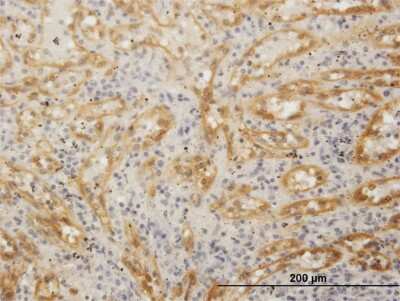 Immunohistochemistry-Paraffin: FHOD1 Antibody [H00029109-B01P] - Analysis of purified antibody to FHOD1 on formalin-fixed paraffin-embedded human spleen. (antibody concentration 3 ug/ml)