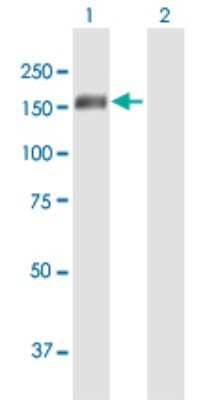 Western Blot: FHOD1 Antibody [H00029109-B01P] - Analysis of FHOD1 expression in transfected 293T cell line by FHOD1 polyclonal antibody.  Lane 1: FHOD1 transfected lysate(128.04 KDa). Lane 2: Non-transfected lysate.