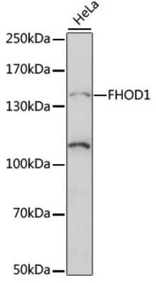 Western Blot: FHOD1 Antibody [NBP3-04373] - Analysis of extracts of HeLa cells, using FHOD1 antibody at 1:1000 dilution. Secondary antibody: HRP Goat Anti-Rabbit IgG (H+L) at 1:10000 dilution. Lysates/proteins: 25ug per lane. Blocking buffer: 3% nonfat dry milk in TBST. Detection: ECL Basic Kit .