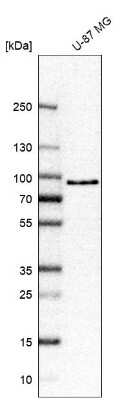 Western Blot: FIG4 Antibody [NBP2-56977] - Analysis in human cell line U-87 MG.