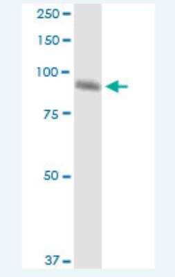 Western Blot: FIGN Antibody (2F8) [H00055137-M02-100ug] - Analysis of FIGN expression in HeL