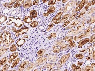 Immunohistochemistry-Paraffin: FIGNL1 Antibody [NBP2-97167] - Immunochemical staining of human FIGNL1 in human kidney with rabbit polyclonal antibody at 1:100 dilution, formalin-fixed paraffin embedded sections.