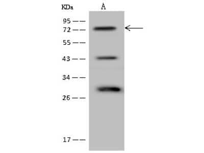 Western Blot: FIGNL1 Antibody [NBP2-97167] - Anti-FIGNL1 rabbit polyclonal antibody at 1:500 dilution. Lane A: HeLa Whole Cell Lysate Lysates/proteins at 30 ug per lane. Secondary Goat Anti-Rabbit IgG (H+L)/HRP at 1/10000 dilution. Developed using the ECL technique. Performed under reducing conditions. Predicted band size: 74 kDa