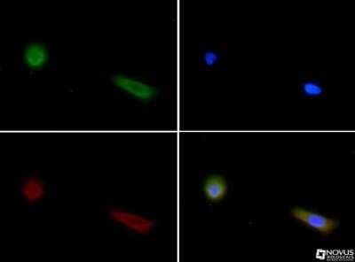 Immunocytochemistry/Immunofluorescence: FIH-1/HIF-1AN Antibody (162c) - Azide and BSA Free [NBP2-80738] - FIH (162C) antibody was tested in A431 cells with FITC (green). Nuclei and alpha-tubulin were counterstained with Dapi (blue) and Dylight 550 (red). Image from the standard format of this antibody.