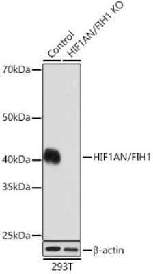 <b>Genetic Strategies Validation. </b>Knockout Validated: FIH-1/HIF-1AN Antibody (9R7V4) [NBP3-16256] - Western blot analysis of extracts from normal (control) and FIH-1/HIF-1AN knockout (KO) 293T cells, using FIH-1/HIF-1AN antibody (NBP3-16256) at 1:1000 dilution. Secondary antibody: HRP Goat Anti-Rabbit IgG (H+L) at 1:10000 dilution. Lysates/proteins: 25ug per lane. Blocking buffer: 3% nonfat dry milk in TBST. Detection: ECL Basic Kit. Exposure time: 3min.