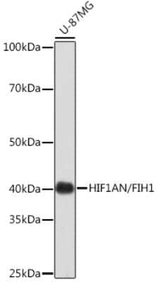 Western Blot: FIH-1/HIF-1AN Antibody (9R7V4) [NBP3-16256] - Western blot analysis of extracts of U-87MG cells, using FIH-1/HIF-1AN Rabbit mAb (NBP3-16256) at 1:1000 dilution. Secondary antibody: HRP Goat Anti-Rabbit IgG (H+L) at 1:10000 dilution. Lysates/proteins: 25ug per lane. Blocking buffer: 3% nonfat dry milk in TBST. Detection: ECL Basic Kit. Exposure time: 3min.