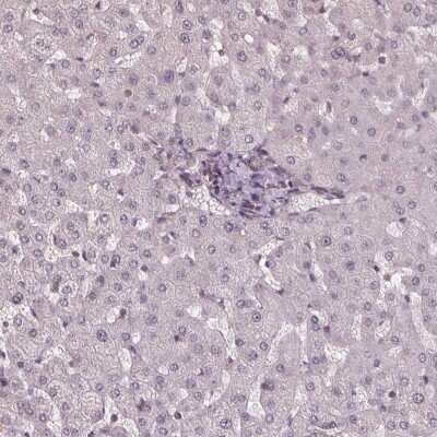 Immunohistochemistry-Paraffin: FIH-1/HIF-1AN Antibody [NBP2-54749] - Staining of human liver shows low expression as expected.