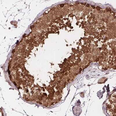 Immunohistochemistry-Paraffin: FIH-1/HIF-1AN Antibody [NBP2-54749] - Staining of human testis shows high expression.