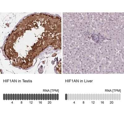 <b>Orthogonal Strategies Validation. </b>Immunohistochemistry-Paraffin: FIH-1/HIF-1AN Antibody [NBP2-54749] - Staining in human testis and liver tissues using anti-HIF1AN antibody. Corresponding HIF1AN RNA-seq data are presented for the same tissues.