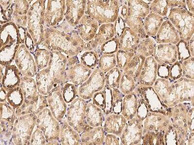 Immunohistochemistry-Paraffin: FIH-1/HIF-1AN Antibody [NBP2-98999] - Immunochemical staining of human FIH-1/HIF-1AN in human kidney with rabbit polyclonal antibody (1:300, formalin-fixed paraffin embedded sections).