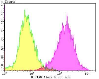 Flow Cytometry: FIH-1/HIF-1AN Antibody (JG37-66) [NBP2-76841] - Flow cytometric analysis of LOVO cells with HIF1AN antibody at 1/100 dilution (purple) compared with an unlabelled control (cells without incubation with primary antibody; yellow). Alexa Fluor 488-conjugated goat anti-rabbit IgG was used as the secondary antibody.