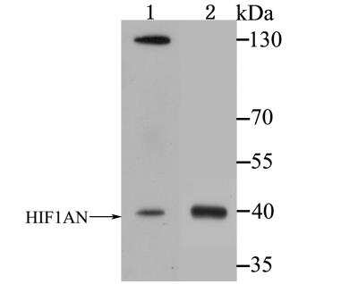 Western Blot: FIH-1/HIF-1AN Antibody (JG37-66) [NBP2-76841] - Western blot analysis of HIF1AN on A549 and Jurkat cell lysates using anti-HIF1AN antibody at 1/1,000 dilution.