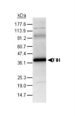 Western Blot: FIH-1/HIF-1AN Antibody [NB100-428] - Analysis of astrocytes lysate from Rat brain using FIH-1/HIF-1AN antibody at 1:500 dilution with ECL detection. The antibody detected a major band at  ~40 kDa position representing FIH-1/HIF-1AN protein.