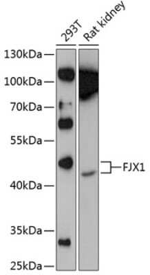 Western Blot: FJX1 Antibody [NBP3-04707] - Analysis of extracts of various cell lines, using FJx1 antibody at 1:1000 dilution. Secondary antibody: HRP Goat Anti-Rabbit IgG (H+L) at 1:10000 dilution. Lysates/proteins: 25ug per lane. Blocking buffer: 3% nonfat dry milk in TBST. Detection: ECL Enhanced Kit