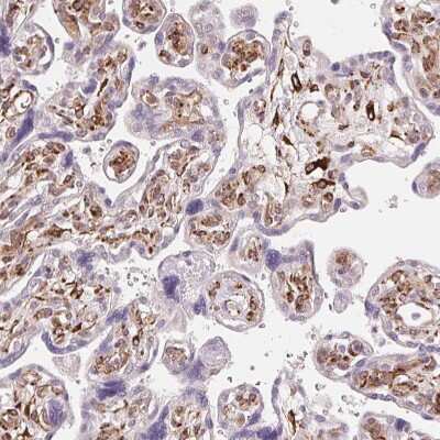 Immunohistochemistry-Paraffin: FKBP10 Antibody [NBP2-49242] - Staining of human placenta shows moderate to strong cytoplasmic positivity in fibroblasts.