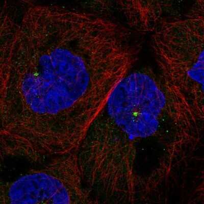 Immunocytochemistry/Immunofluorescence: FKBP11 Antibody [NBP1-84678] - Staining of human cell line A-431 shows localization to centrosome. Antibody staining is shown in green.