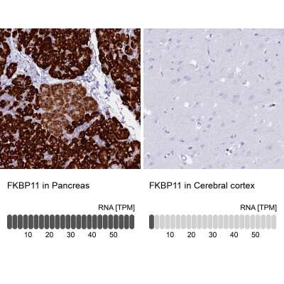 Immunohistochemistry-Paraffin: FKBP11 Antibody [NBP1-84678] - Staining in human pancreas and cerebral cortex tissues using anti-FKBP11 antibody. Corresponding FKBP11 RNA-seq data are presented for the same tissues.