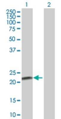 Western Blot: FKBP11 Antibody [H00051303-B01P] - Analysis of FKBP11 expression in transfected 293T cell line by FKBP11 polyclonal antibody.  Lane 1: FKBP11 transfected lysate(22.11 KDa). Lane 2: Non-transfected lysate.