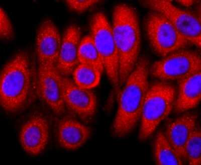Immunocytochemistry/Immunofluorescence: FKBP12 Antibody (JM11-09) [NBP2-66847] - Staining FKBP12 in HepG2 cells (red). The nuclear counter stain is DAPI (blue). Cells were fixed in paraformaldehyde, permeabilised with 0.25% Triton X100/PBS.