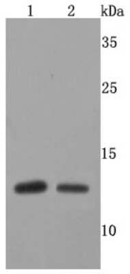 Western Blot: FKBP12 Antibody (JM11-09) [NBP2-66847] - Analysis of FKBP12 on different cells lysates using anti-FKBP12 antibody at 1/500 dilution. Positive control: Line 1: SH-SY5Y Line 2:V937