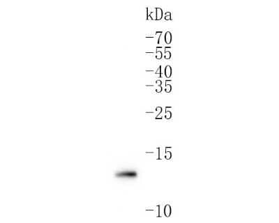 Western Blot: FKBP12 Antibody (JM11-09) [NBP2-66847] - Analysis of FKBP12 on mouse brain tissue lysates. Proteins were transferred to a PVDF membrane and blocked with 5% BSA in PBS for 1 hour at room temperature. The primary antibody (1/500) was used in 5% BSA at room temperature for 2 hours. Goat Anti-Rabbit IgG - HRP Secondary Antibody at 1:200,000 dilution was used for 1 hour at room temperature.