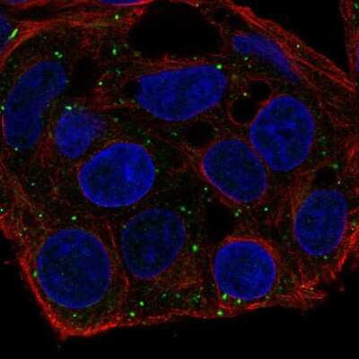 Immunocytochemistry/Immunofluorescence: FKBP12.6 Antibody [NBP2-68663] - Staining of human cell line Hep G2 shows localization to vesicles. Antibody staining is shown in green.