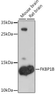 Western Blot: FKBP12.6 Antibody [NBP2-93037] - Analysis of extracts of various cell lines, using FKBP12.6 at 1:1000 dilution.Secondary antibody: HRP Goat Anti-Rabbit IgG (H+L) at 1:10000 dilution.Lysates/proteins: 25ug per lane.Blocking buffer: 3% nonfat dry milk in TBST.Detection: ECL Basic Kit .Exposure time: 10s.