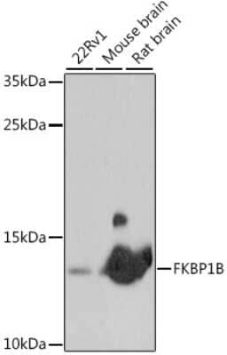 Western Blot: FKBP12.6 Antibody [NBP3-02968] - Analysis of extracts of various cell lines, using FKBP12.6 antibody at 1:1000 dilution. Secondary antibody: HRP Goat Anti-Rabbit IgG (H+L) at 1:10000 dilution. Lysates/proteins: 25ug per lane. Blocking buffer: 3% nonfat dry milk in TBST. Detection: ECL Basic Kit.