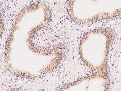 Immunohistochemistry-Paraffin: FKBP13/FKBP2 Antibody [NBP2-97373] - Immunochemical staining of human FKBP13/FKBP2 in human epididymis with rabbit polyclonal antibody at 1:100 dilution, formalin-fixed paraffin embedded sections.