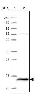 Western Blot: FKBP13/FKBP2 Antibody [NBP2-38604] - Lane 1: Marker  [kDa] 250, 130, 95, 72, 55, 36, 28, 17, 10.  Lane 2: Human cell line RT-4