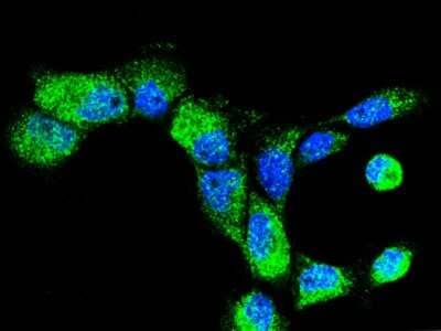 Immunocytochemistry/Immunofluorescence: FKBP14 Antibody [NBP3-00140] - Immunofluorescence staining of FKBP14 in A431 cells. Cells were fixed with 4% PFA, permeabilzed with 0.3% Triton X-100 in PBS, blocked with 10% serum, and incubated with rabbit anti-human FKBP14 polyclonal antibody (1:1000) at 4C overnight. Then cells were stained with the Alexa Fluor(R)488-conjugated Goat Anti-rabbit IgG secondary antibody (green) and counterstained with DAPI (blue). Positive staining was localized to cytoplasm.