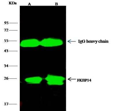 Immunoprecipitation: FKBP14 Antibody [NBP3-00140] - Lane A:0.5 mg Hela Whole Cell LysateLane B:0.5 mg HepG2 Whole Cell Lysate4 uL anti-FKBP14 rabbit polyclonal antibody and 15 ul of 50 % Protein G agarose.Primary antibody:Anti-FKBP14 rabbit polyclonal antibody,at 1:100 dilution Secondary antibody:Dylight 800-labeled antibody to rabbit IgG (H+L), at 1:5000 dilution Developed using the odssey technique.Performed under reducing conditions.Predicted band size: 24 kDaObserved band size: 24 kDa