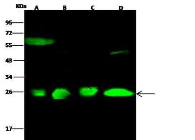 Western Blot: FKBP14 Antibody [NBP3-00140] - Lane A: 293T Whole Cell LysateLane B: Hela Whole Cell LysateLane C: NCI-H460 Whole Cell LysateLane D: 293 Whole Cell LysateLysates/proteins at 30 ug per lane.SecondaryGoat Anti- Rabbit  IgG H&L (Dylight 800)  at 1/10000 dilution.Developed using the Odyssey technique. Performed under reducing conditions.Predicted band size:24 kDaObserved band size:26 kDa