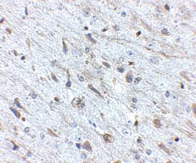 Immunohistochemistry-Paraffin: FKBP15 Antibody [NBP1-77352] - Mouse brain tissue with FKBP15 antibody at 2.5 ug/ml.