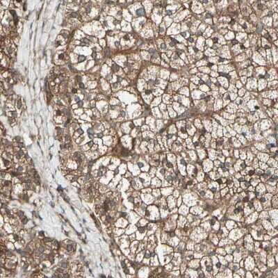 Immunohistochemistry-Paraffin: FKBP15 Antibody [NBP1-82972] - Staining of human adrenal gland shows strong cytoplasmic positivity in glandular cells.