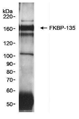 Immunoprecipitation FKBP15 Antibody