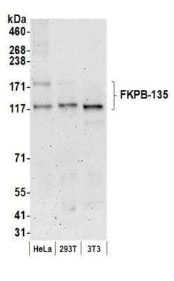 Western Blot: FKBP15 Antibody [NB100-422] - Detection of Human and Mouse FKPB-135 by Western Blot. Samples: Whole cell lysate (50 ug) from HeLa, 293T, and mouse NIH3T3 cells prepared using NETN lysis buffer. Antibody: Affinity purified rabbit anti-FKPB-135 antibody NB100-422 used for WB at 0.1 ug/ml. Detection: Chemiluminescence with an exposure time of 3 minutes.