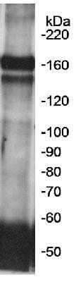 <b>Biological Strategies Validation. </b>Western Blot: FKBP15 Antibody [NB100-423] - Detection of human FKBP-135 in Western Blot and immunoprecipitation, using NB100-423. Samples: HeLa nuclear extracts. Exposure times of (A) 25 minutes and (B) 10 minutes.