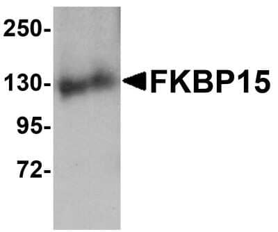 Western Blot: FKBP15 Antibody [NBP1-77352] - 3T3 cell lysate with FKBP15 antibody at 1 ug/mL.